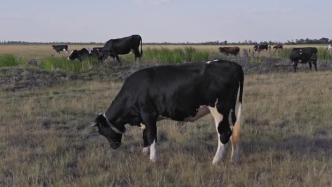 畜牧业。牛棚。放牧，乳房。一群令人惊叹的母牛在一片绿色的田野上。五颜六色的奶牛在阳光的照射下。