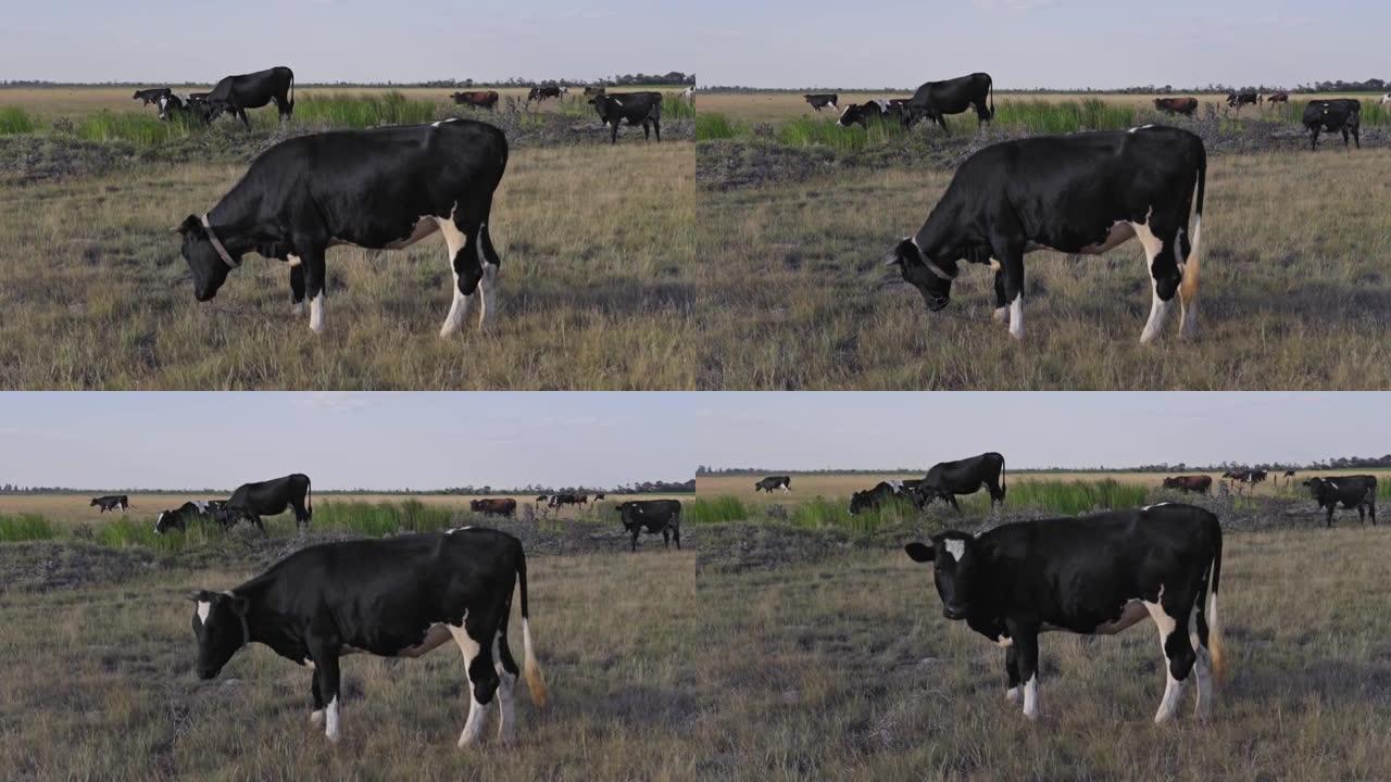 畜牧业。牛棚。放牧，乳房。一群令人惊叹的母牛在一片绿色的田野上。五颜六色的奶牛在阳光的照射下。
