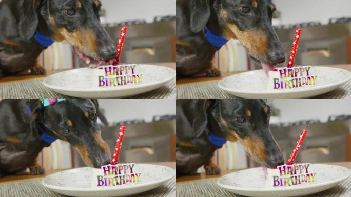 戴着节日帽子的有趣的腊肠狗用蜡烛吃一块庆祝蛋糕，以纪念生日，并带有祝贺题词，特写。主人为他心爱的宠物