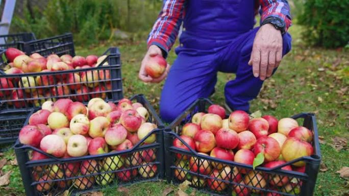 英俊的农民收获红苹果。男性农民在农场摘苹果的特写。