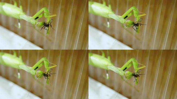普通螳螂 (lat.mantis religiiosa) 吃苍蝇