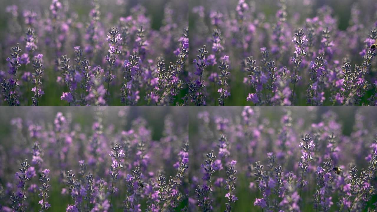 一片薰衣草花田盛开紫色芬芳的薰衣草花。栽培薰衣草，在风中摇曳的蜜蜂坐在一朵花上，收获，香水成分，芳香