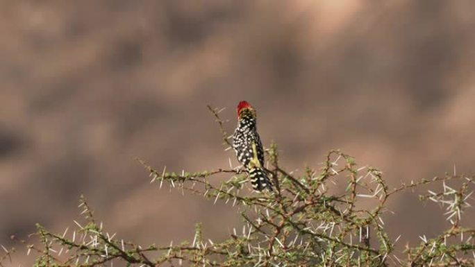 在非洲东部发现的非洲Barbet的红色和黄色barbet Trachyphonus erythroc