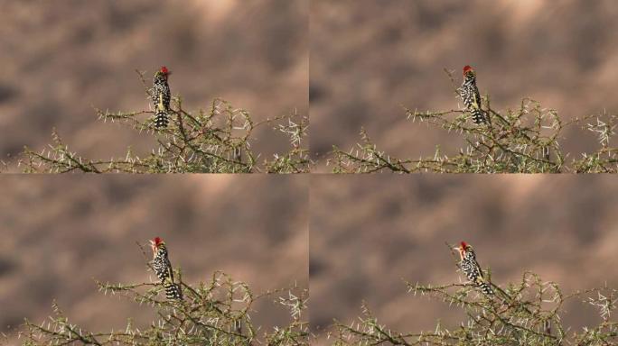 在非洲东部发现的非洲Barbet的红色和黄色barbet Trachyphonus erythroc