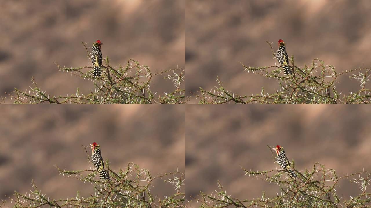 在非洲东部发现的非洲Barbet的红色和黄色barbet Trachyphonus erythroc