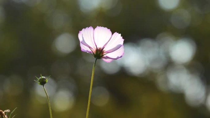 美丽的Cosmos bipinnata (coreopsis) 花田在多风的晴天，特写一朵粉红色的花