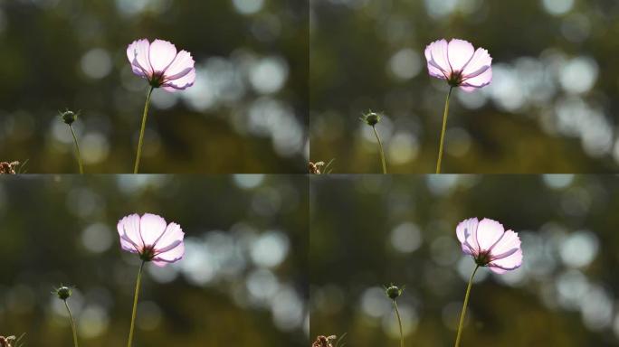 美丽的Cosmos bipinnata (coreopsis) 花田在多风的晴天，特写一朵粉红色的花