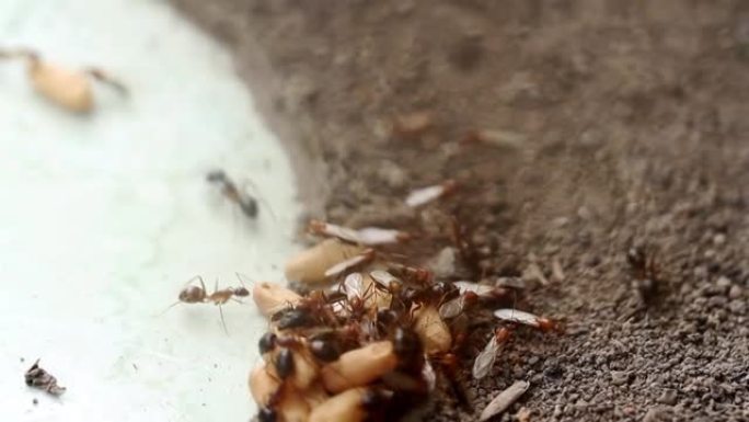 一群蚂蚁正在一起移动它们的卵，因为它们被入侵者打扰了