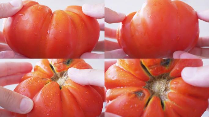 雌性手旋转一个转基因的巨大的红色，成熟的番茄。4K.特写