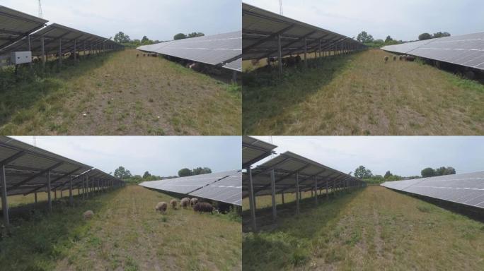 在太阳能电池板工厂的领土上放牧的羊群。