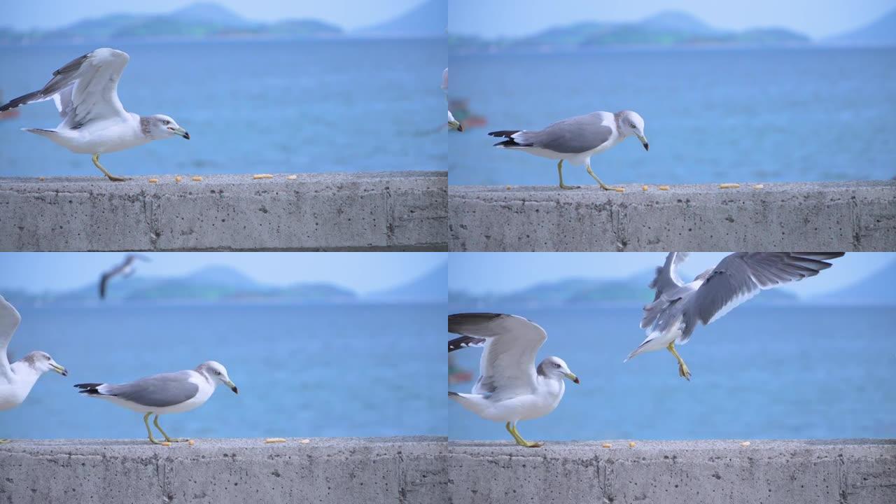 海鸥在海边行走