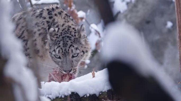 雪豹在雪地上吃食物