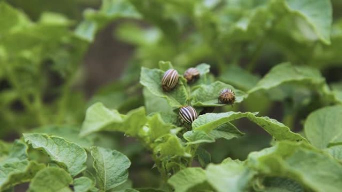 科罗拉多甲虫，正在交配。在马铃薯叶片中繁殖科罗拉多马铃薯甲虫的特写镜头。