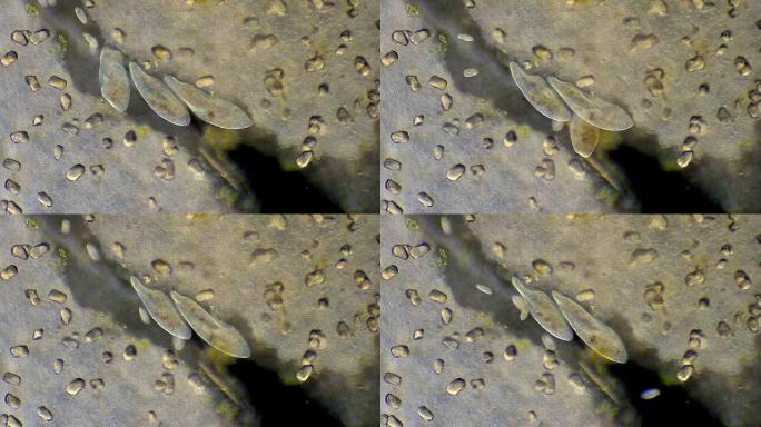 草履虫，显微放大微距实拍特写展示菌群