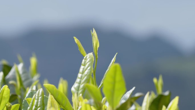 茶叶在茶山上自由的生长