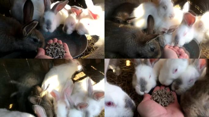 兔子吃小麦，兔子吃，兔子跑，兔子