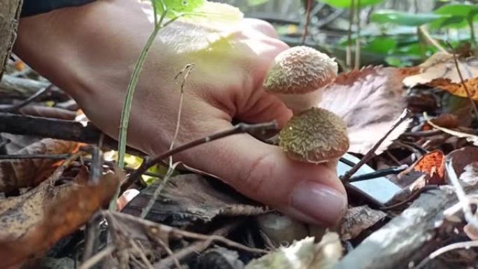 蘑菇采摘者用刀切割可食用的森林蘑菇 (蜂蜜蘑菇)。这些蘑菇生长在桦树上，树桩在混交林中。