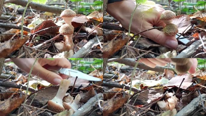 蘑菇采摘者用刀切割可食用的森林蘑菇 (蜂蜜蘑菇)。这些蘑菇生长在桦树上，树桩在混交林中。