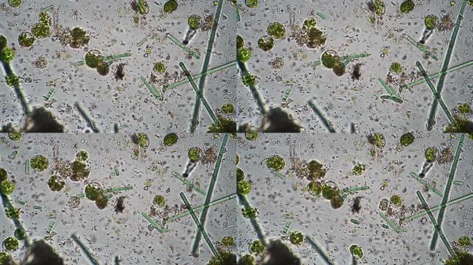 宏观拍摄的水滴中不同微小生命原始微生物的流