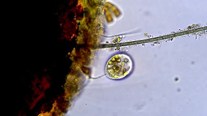 涡旋菌寻找食物，微观动物