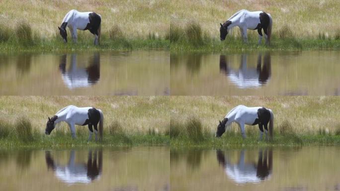 在池塘边吃饭的马