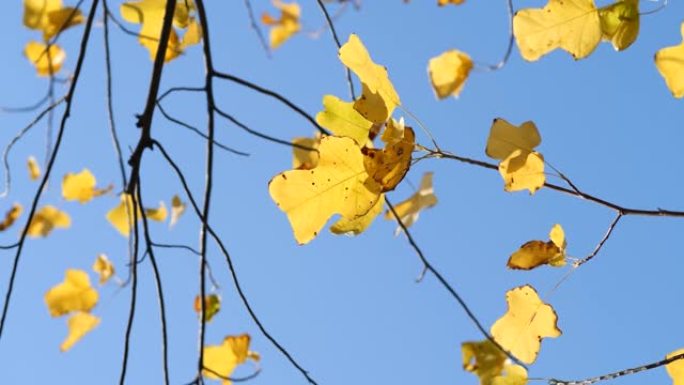 五颜六色的秋叶在树上，蓝天背景在风中，鹅掌郁金香树，叶子看起来像布或鹅脚，4k慢动作镜头，低角度视图