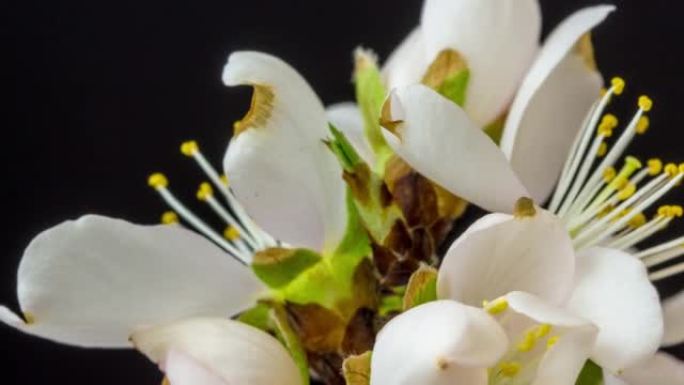 杏仁花盛开在黑色背景下的4k视频中。缩小春天梅花的视频。