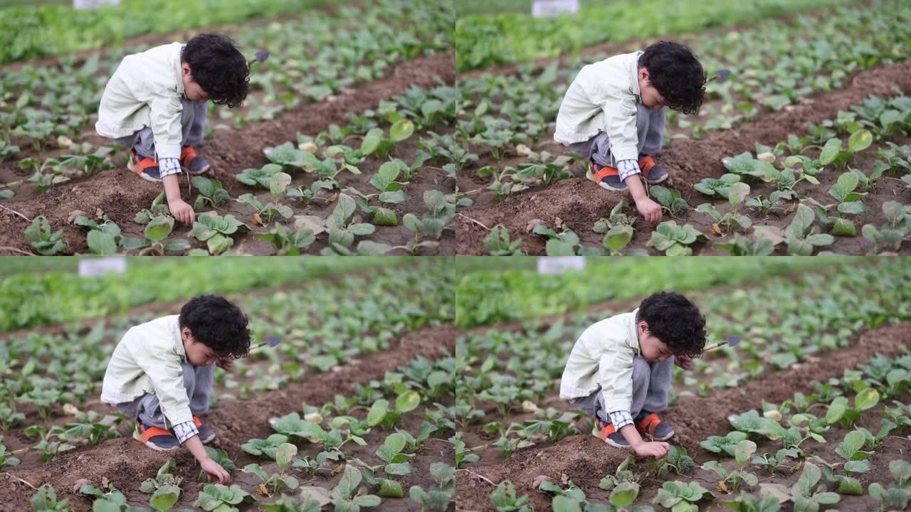 男孩在农田里采摘菜地农村体验
