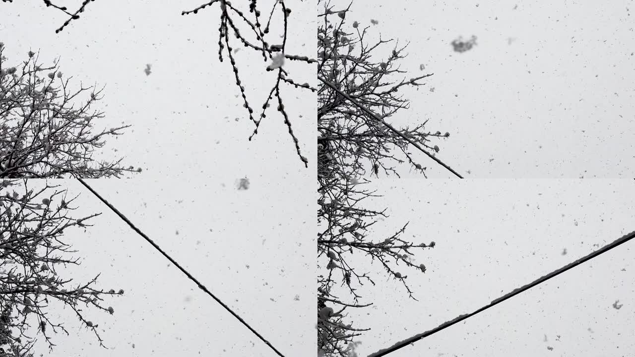 从天而降的雪花。查看下面的树枝和带雪的动力lin ð µ s