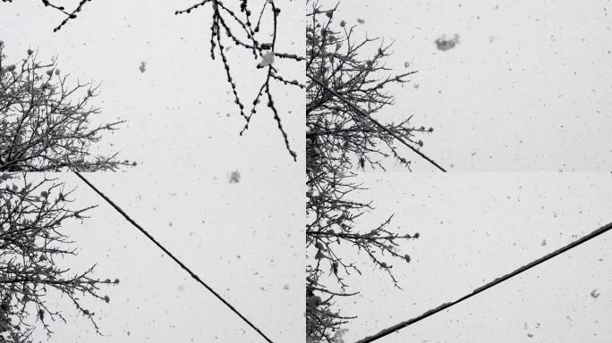 从天而降的雪花。查看下面的树枝和带雪的动力lin ð µ s