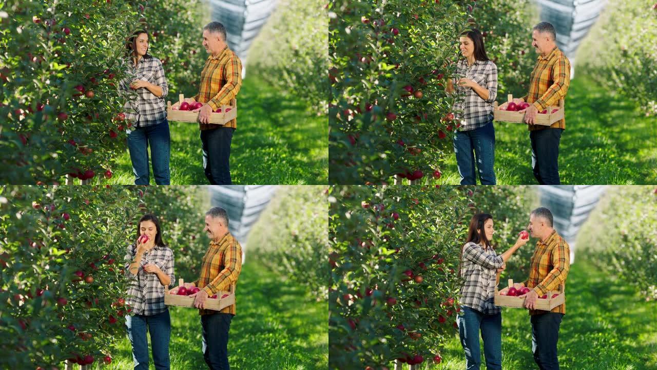 有机水果果园农夫人和他的妻子一起收集收获的东西放在一个木制的箱子里，他们兴奋地闻到新鲜成熟的苹果，同