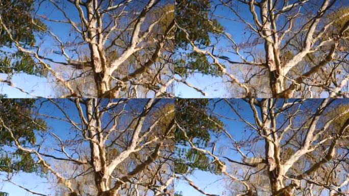 涟漪和蓝天背景的湖中秋树的倒影，森林公园的宁静景观，4k慢动作镜头循环可元素