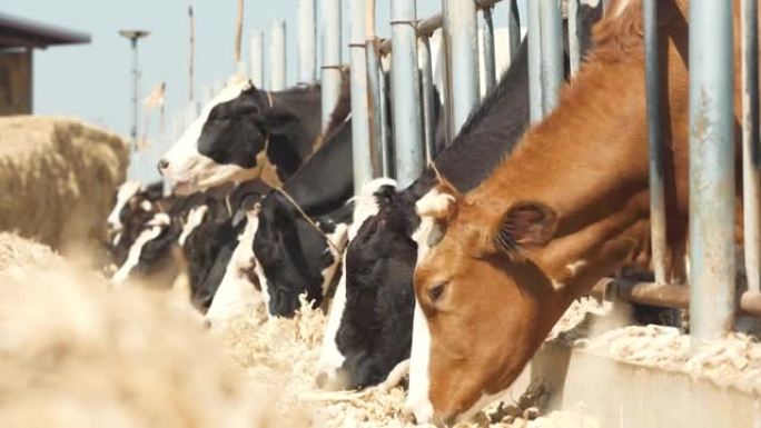 奶牛在农场吃稻草。