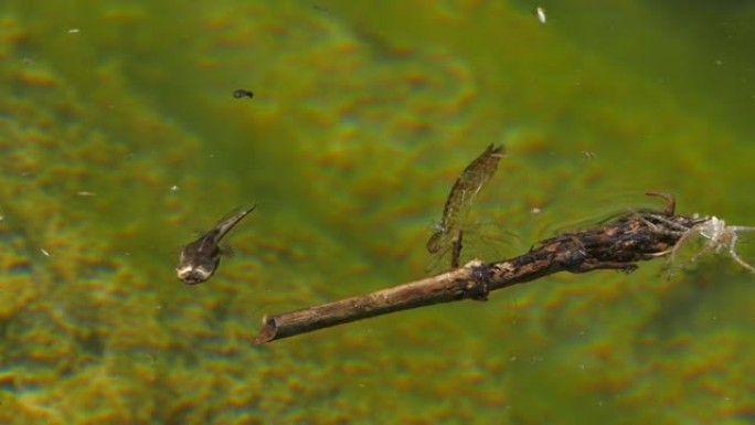 蝌蚪在湖里游泳和潜水。