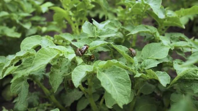 科罗拉多甲虫，正在交配。在马铃薯叶片中繁殖科罗拉多马铃薯甲虫的特写镜头。