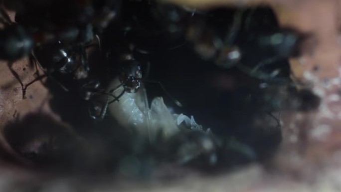 人工蚁丘、成虫和蛹中的蚂蚁