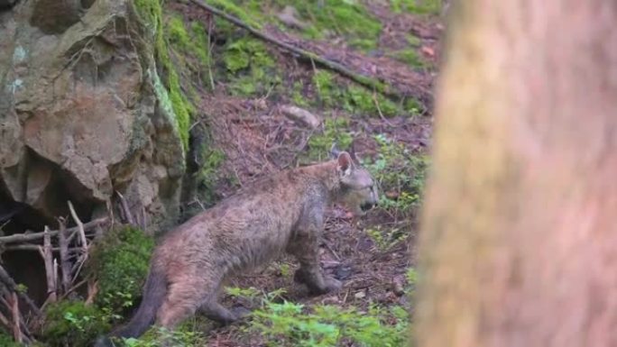 早晨日出时，年轻的美洲狮 (Puma concolor) 美丽而危险地在北美森林的岩石之间穿过树林。