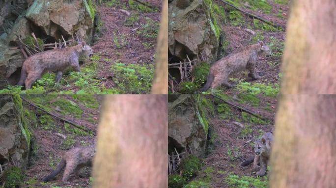 早晨日出时，年轻的美洲狮 (Puma concolor) 美丽而危险地在北美森林的岩石之间穿过树林。