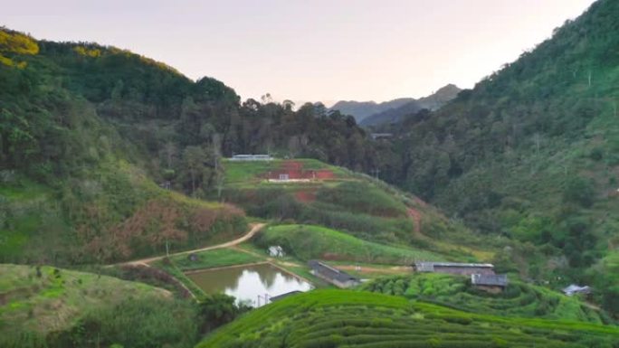 亚洲的农业植物田，绿茶或草莓农场的空中俯视图。农村地区。农场图案纹理。自然景观背景。泰国清迈。