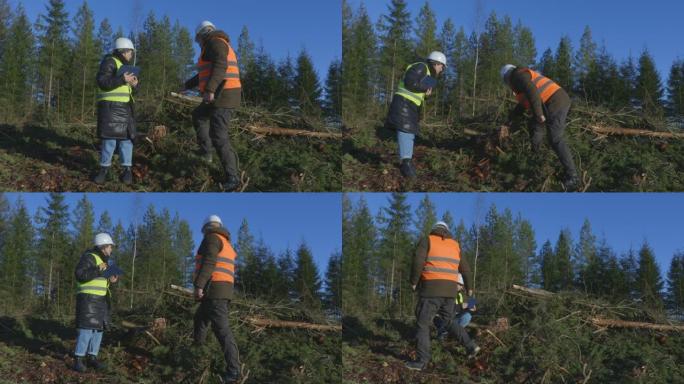 工头表现出不负责任的砍伐云杉