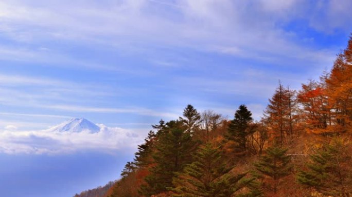 秋树，富士山和白云在风中流动