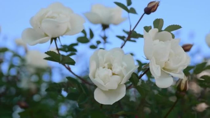 白色玫瑰果花在蓝天下摇曳