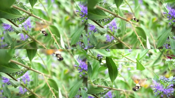 一只大黄蜂昆虫勤奋地从花园里的紫色花朵中收集花蜜。