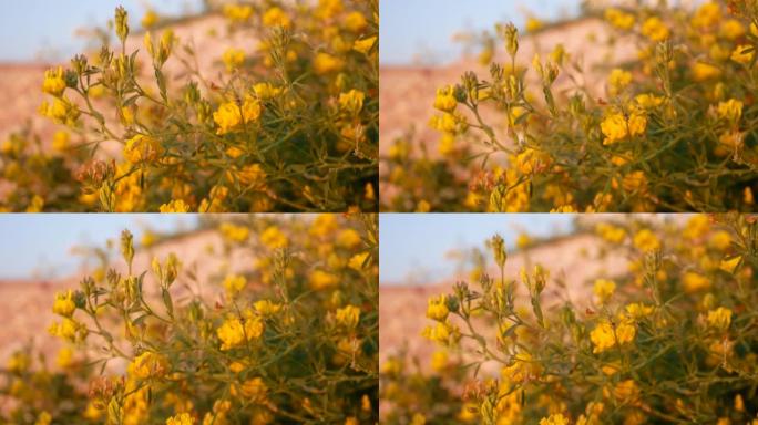 沙背景上的黄色草原花
