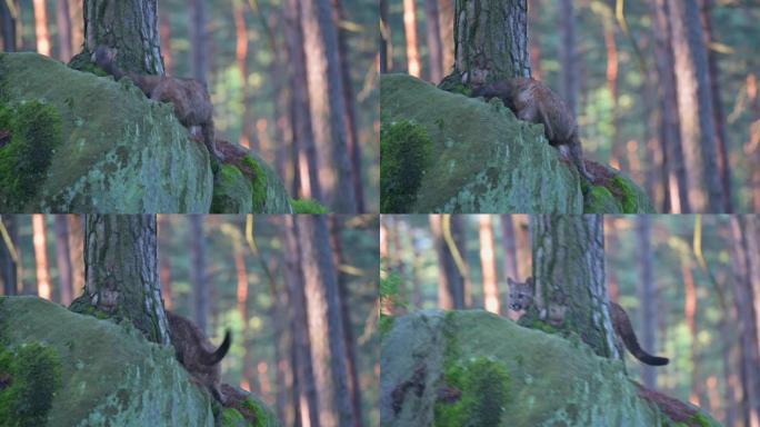 早晨日出时，年轻的美洲狮 (Puma concolor) 美丽而危险地在北美森林的岩石之间穿过树林。