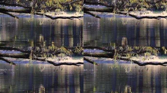 柳枝在微风中摇曳在湖上，宁静的晴天，4k实时镜头放大效果。