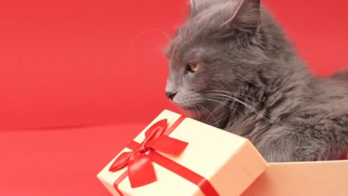 躺在礼品盒里的尼伯隆猫