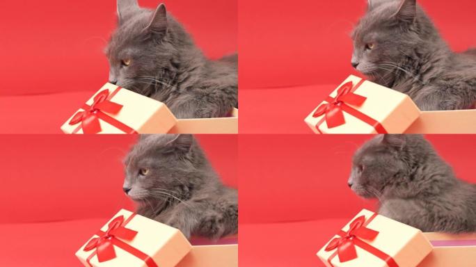 躺在礼品盒里的尼伯隆猫