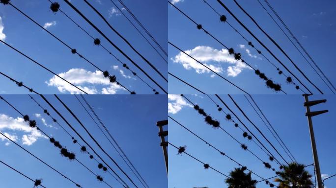 在华拉斯州詹加斯的蓝天背景下的街道上，生长在高压电线上的小块植被的特写