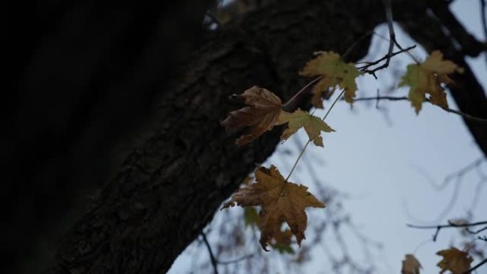 树枝上的落叶
